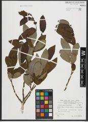 Foto von Salix appendiculata Vill.